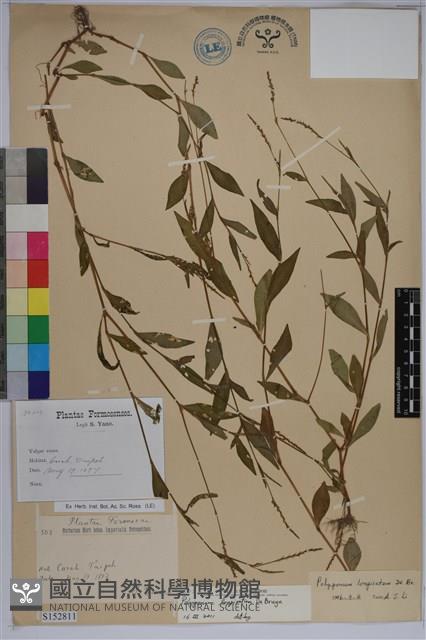 睫穗蓼藏品圖，第1張