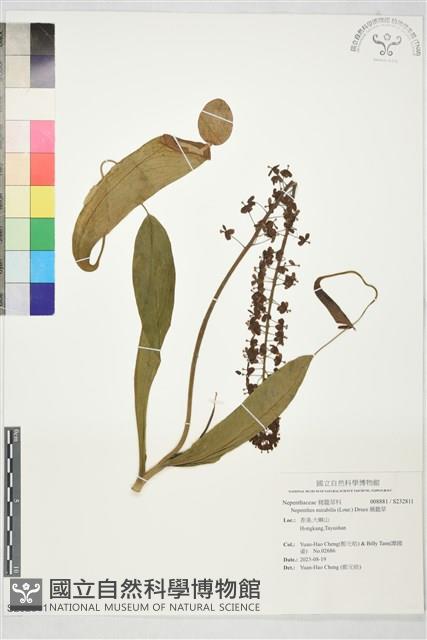 豬籠草藏品圖，第1張