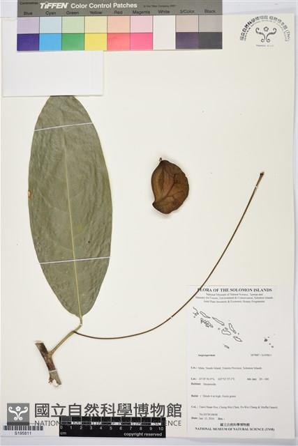 登錄號:S195811藏品圖，第1張