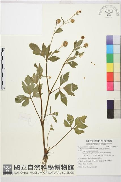 水辣菜、禺毛茛藏品圖，第1張