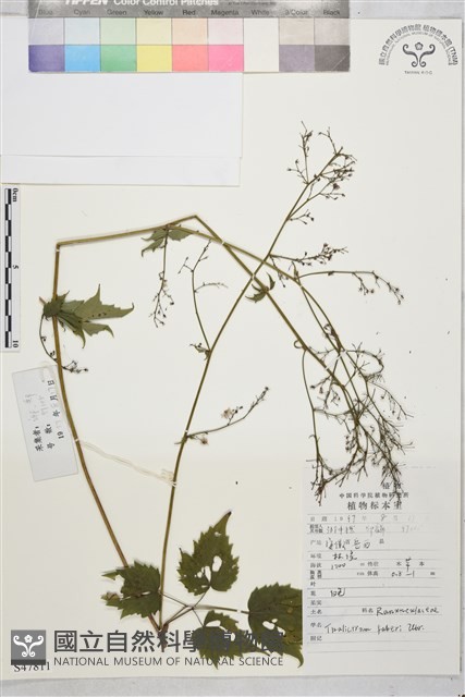 大葉唐松草藏品圖，第1張