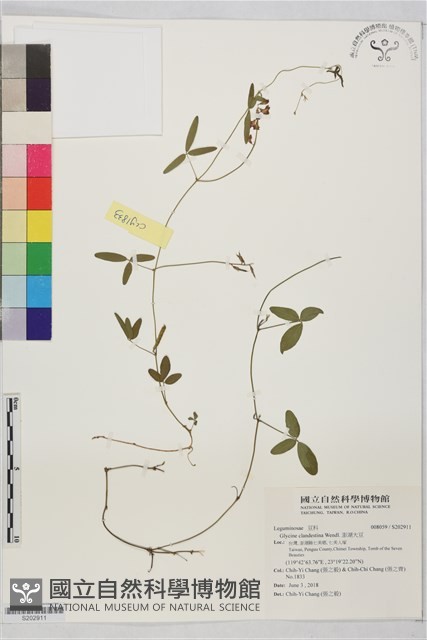澎湖大豆藏品圖，第1張