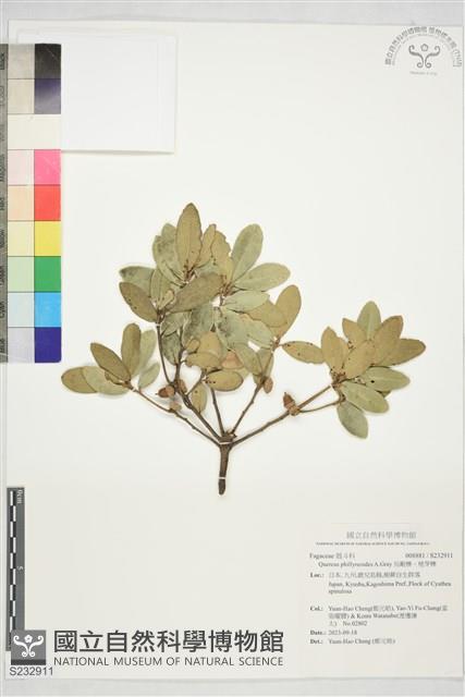 烏剛櫟、栳芽櫟藏品圖，第1張