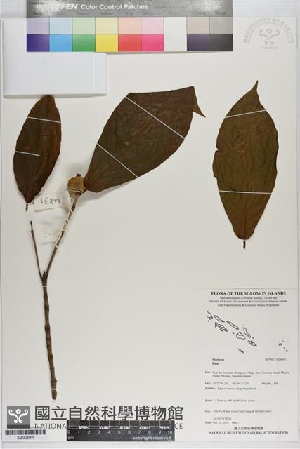 登錄號:S200911藏品圖，第1張