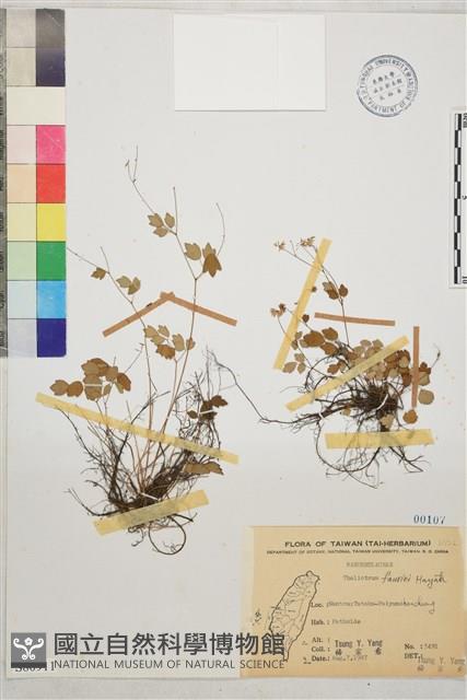 臺灣唐松草、臺灣鐵大烏藏品圖，第1張