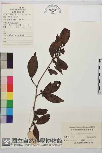 山鼠李藏品圖，第1張