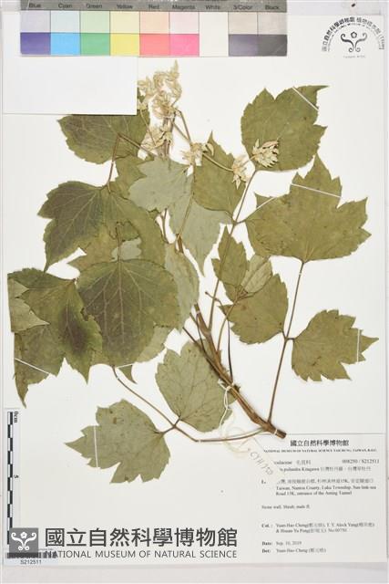 台灣牡丹藤、台灣草牡丹藏品圖，第1張