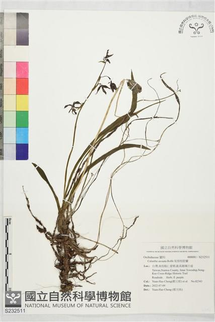 尾唇根節蘭藏品圖，第1張