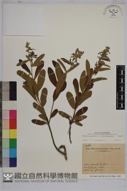 山芝麻藏品圖，第1張