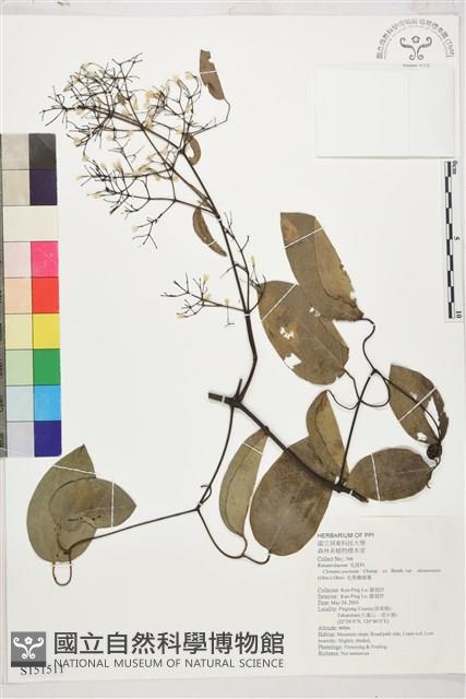 沖繩鐵線蓮（毛果鐵線蓮）藏品圖，第1張