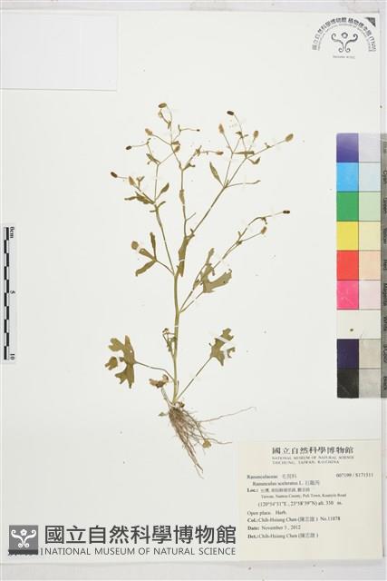 石龍芮藏品圖，第1張