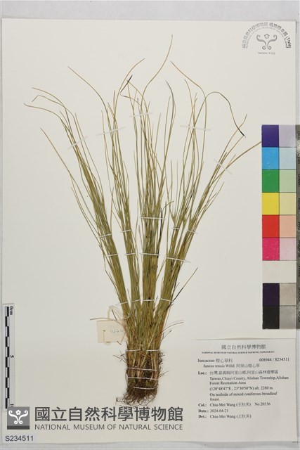 阿里山燈心草藏品圖，第1張
