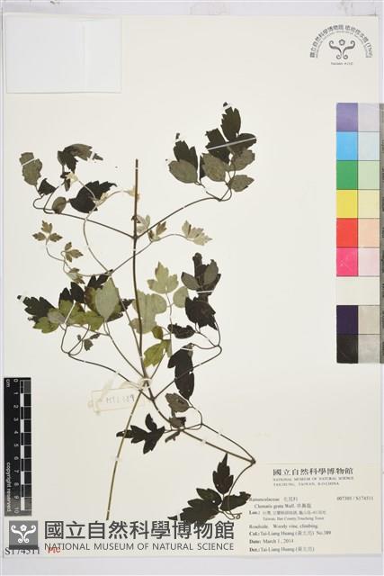 串鼻龍藏品圖，第1張