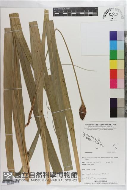 登錄號:S203511藏品圖，第1張