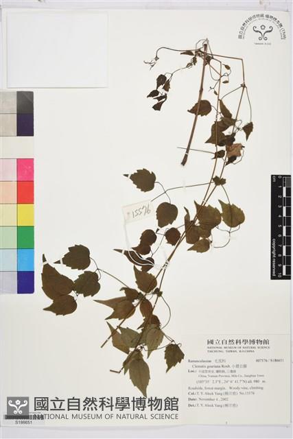 小蓑衣藤藏品圖，第1張