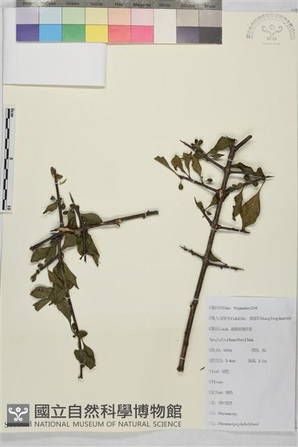 薄葉鼠李藏品圖，第1張