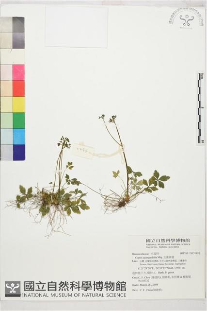 五葉黃連藏品圖，第1張