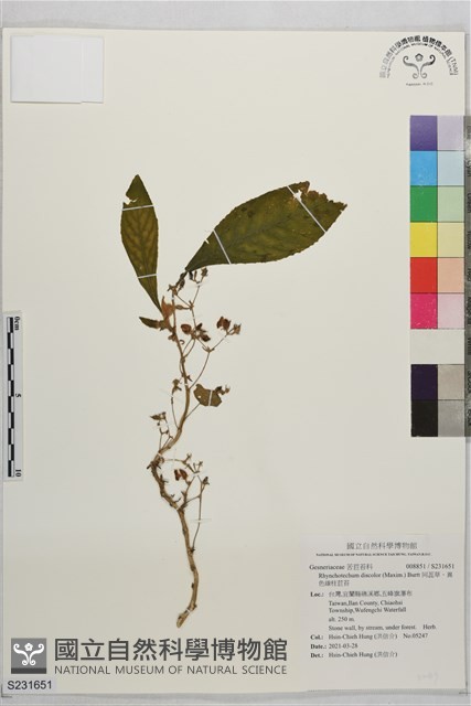 同蕊草、異色線柱苣苔藏品圖，第1張
