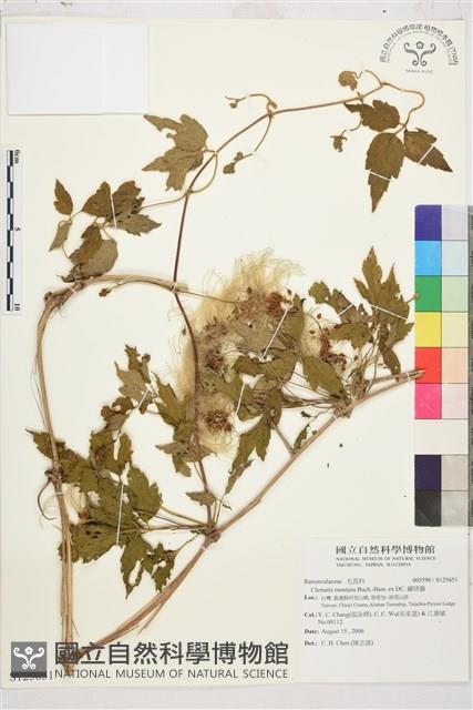 繡球藤藏品圖，第1張