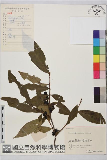 桃葉鼠李藏品圖，第1張