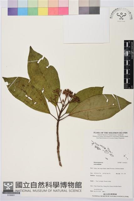 登錄號:S195651藏品圖，第1張