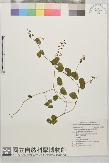 小葉括根藏品圖，第1張