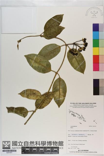 登錄號:S201051藏品圖，第1張