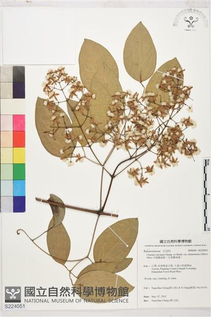 沖繩鐵線蓮（毛果鐵線蓮）藏品圖，第1張