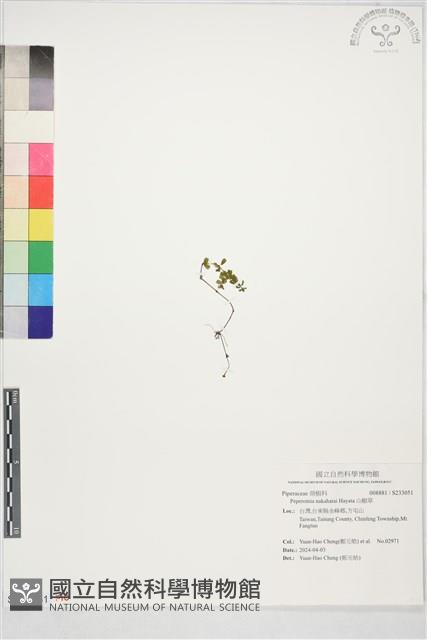 山椒草藏品圖，第1張