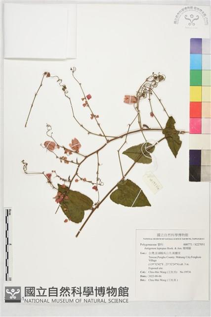 珊瑚藤藏品圖，第1張