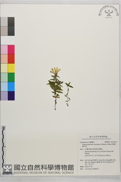 臺灣肺形草藏品圖，第1張