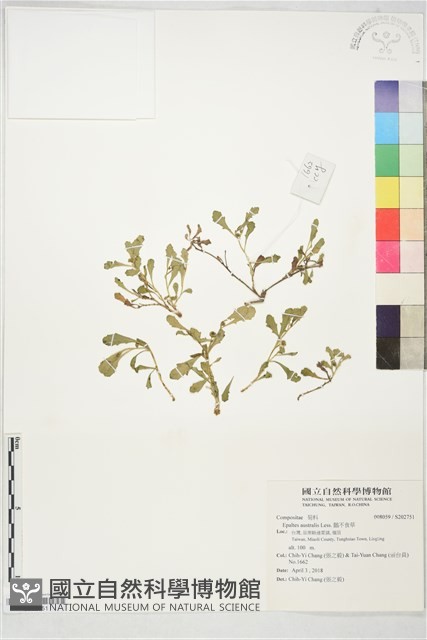 鵝不食草藏品圖，第1張