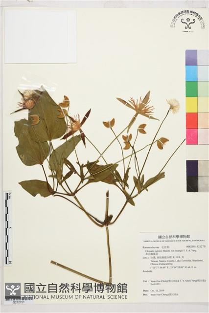 黃氏鐵線蓮藏品圖，第1張