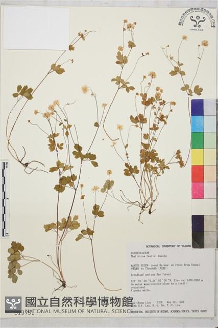 臺灣唐松草、臺灣鐵大烏藏品圖，第1張