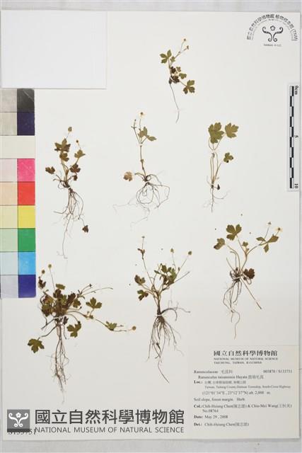 鹿場毛茛藏品圖，第1張