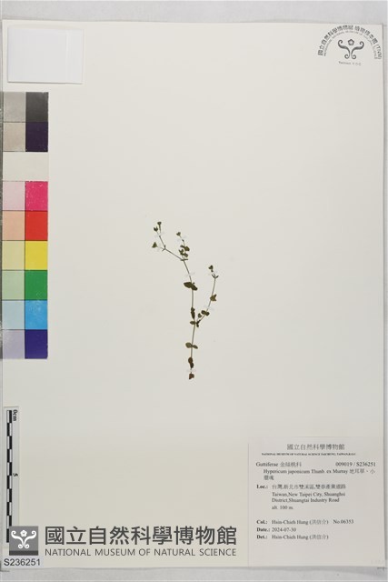 地耳草、小還魂藏品圖，第1張