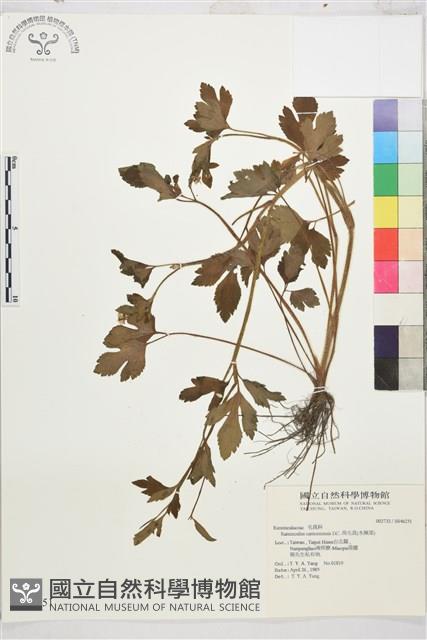 水辣菜、禺毛茛藏品圖，第1張