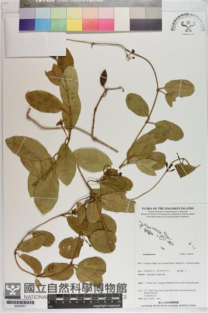 登錄號:S200251藏品圖，第1張