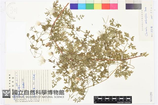 芹葉鐵線蓮藏品圖，第1張