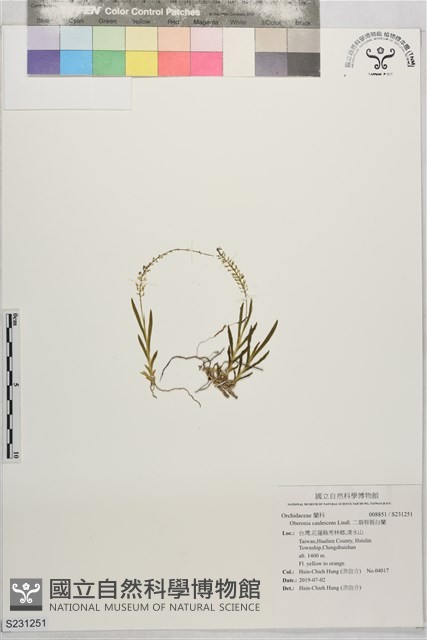 二裂唇莪白蘭藏品圖，第1張