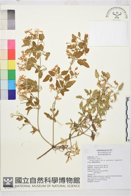 鵝鑾鼻鐵線蓮藏品圖，第1張