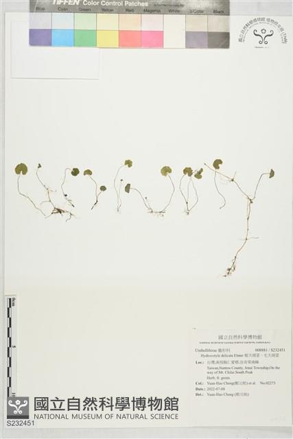 姬天胡荽，毛天胡荽藏品圖，第1張