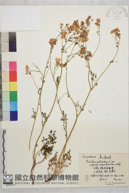 狹裂瓣蕊唐松草藏品圖，第1張