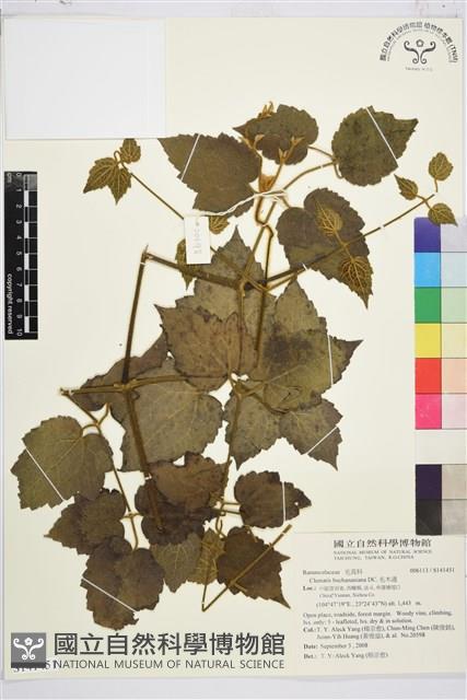 毛木通藏品圖，第1張