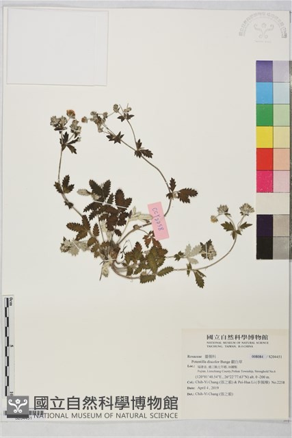 翻白草藏品圖，第1張