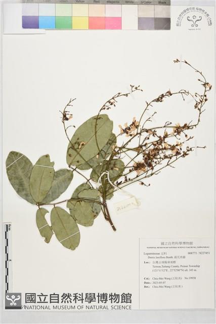 疏花魚藤藏品圖，第1張