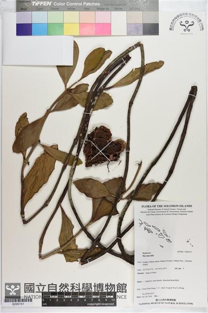 登錄號:S200151藏品圖，第1張