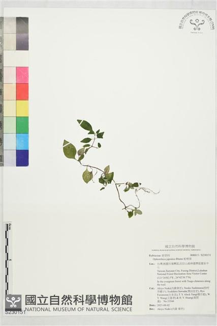 蛇根草藏品圖，第1張