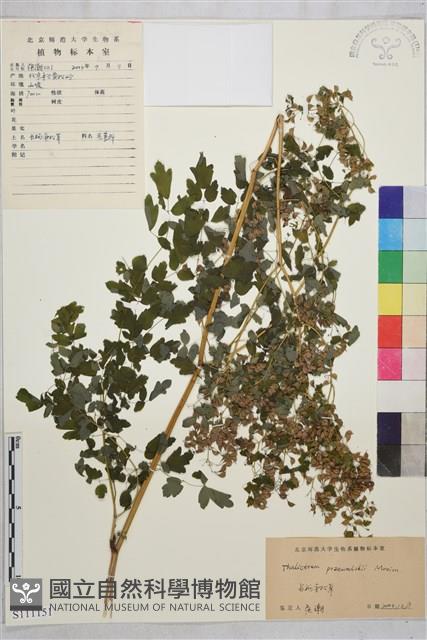 長柄唐松草、擬散花唐松草藏品圖，第1張