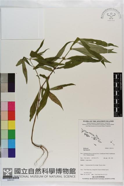 登錄號:S203151藏品圖，第1張